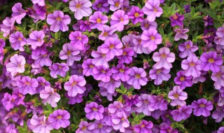 舞春花的养殖方法和注意事项（舞春花的养护方法）