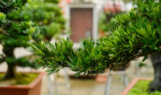 罗汉松播种方法（罗汉松籽播种）