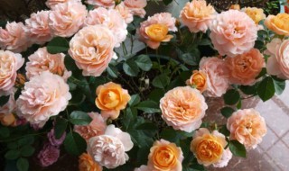 月季花的地栽养殖方法（月季花的地栽养殖方法有哪些）