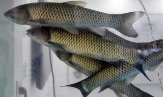 广东的皖鱼是什么鱼（广东的皖鱼是什么鱼种）