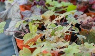 矾根的繁殖方法（矾根的繁殖方法是什么）