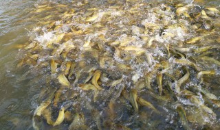 塘鲺养殖技术 塘鲺养殖技术视频生鱼养殖