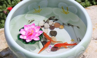 老式水缸养锦鲤的方法（老式水缸养锦鲤的方法和技巧）