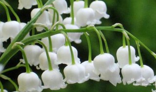 铃兰的繁殖方法（铃兰繁殖方式）