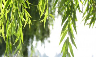 插柳树的时间和方法 几月插柳树