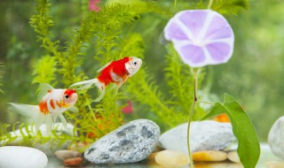 蝴蝶鲤压尾的方法 蝴蝶鲤压尾的方法有哪些