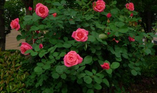 月季的繁殖方法 月季的繁殖方法和时间