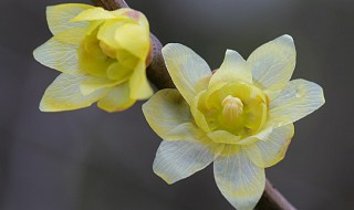 腊梅扦插方法与时间（扦插的腊梅什么时候可以移栽）