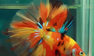 半月斗鱼怎么养 如何养半月斗鱼