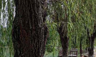 把树弄死的最快方法是（把树弄死的最快方法是啥）