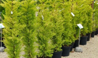 金冠柏的养殖方法（金冠柏的养殖方法视频）