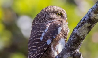 爱鸟周是什么意思（爱鸟周是什么时间）