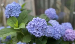 八仙花种植方法和注意事项（八仙花种植方法和注意事项视频）