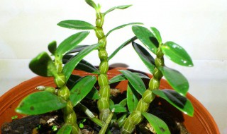 石斛水培的方法 石斛水培方法视频