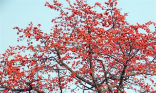 木棉花传播种子的方法 木棉花的种子怎么种