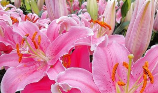 养香水百合的方法和注意事项 香水百合要怎么养护呢