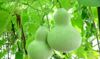 葫芦种子催芽方法 葫芦种子催芽方法图片