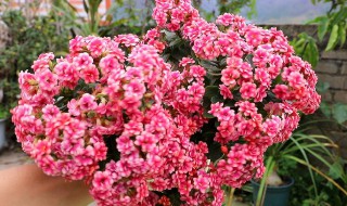 巴黎长寿花的养殖方法和注意事项 巴黎长寿花怎么养