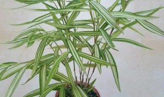 姬翠竹的养殖方法和注意事项 姬翠竹如何养