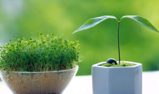 自制植物营养液的方法（植物营养液制作方法）