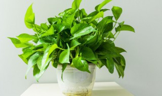 绿萝的繁殖方法 绿萝的繁殖方法有哪些