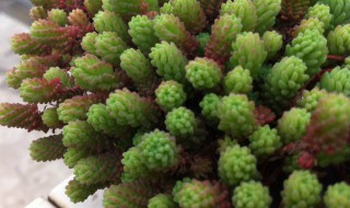 万年草多肉的养殖方法（多肉植物万年草）