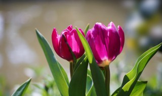 郁金香的繁殖方法 郁金香的繁殖方法和栽培养护管理技术