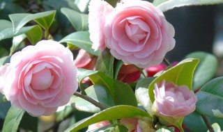 茶花土的配制方法（茶花土的配制方法有哪些）