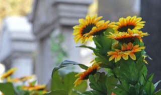 观赏向日葵种子种植方法 观赏向日葵种子种植方法视频