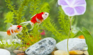 魟鱼换水的正确方法 魟鱼换水的正确方法是什么