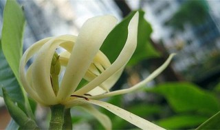 白兰花的种植方法和注意事项（白兰花的种植方法和注意事项图片）