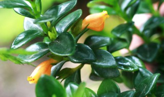 金鱼嘴花怎么养殖方法（金鱼嘴怎么养才开花）