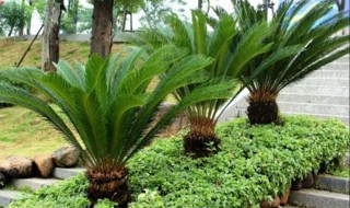 巴西铁的养殖方法和注意事项（金心巴西铁的养殖方法和注意事项）