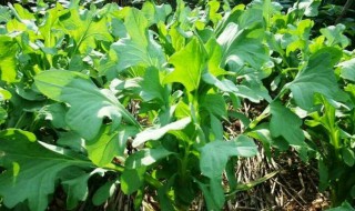 苦麦菜种植方法和时间 苦麦菜的种植时间