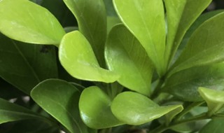 米兰修剪时间和方法 修剪米兰的时间方法介绍