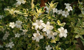 金边六月雪的养殖方法和注意事项 关于金边六月雪的养殖方法和注意事项