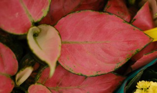 如意皇后的繁殖方法（如意皇后的繁殖方法有哪些）