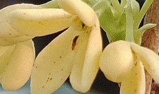 桂花的采集方法和注意事项 采集的桂花如何处理