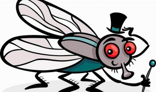 消灭小苍蝇的小窍门（消灭小苍蝇的小窍门视频）