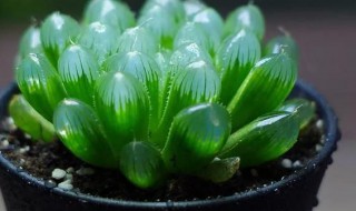 玉露的繁殖方法（玉露的繁殖方法视频）