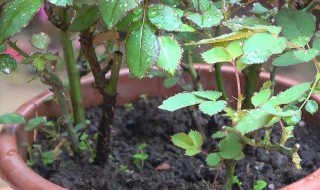 月季的修剪方法 树状月季的修剪方法