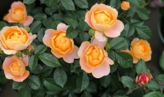 欧洲月季的种植方法（欧洲月季的栽培技术要点）