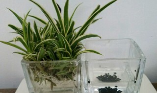 金边吊兰的繁殖方法（金边吊兰的繁殖方法图解）