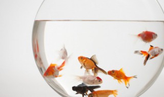 金丝灯鱼群游吗（蓝眼灯鱼群游吗）