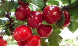 樱桃的养殖方法和注意事项 樱桃的养殖方法和注意事项分享