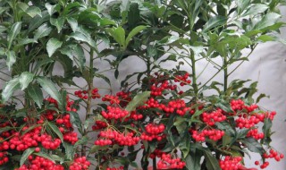 金玉满堂花的养殖方法和注意事项 金玉满堂花的养殖方法和注意事项金枝玉叶