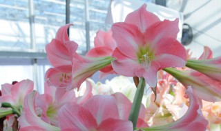 荷兰朱顶红的养殖方法和注意事项 怎样养荷兰朱顶红