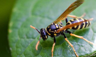 马蜂种类 马蜂种类大全