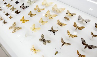 碧凤蝶是珍贵蝶吗（碧凤蝶是珍贵蝶吗图片）