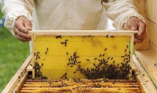 蜂王养殖技术 蜂王如何养殖